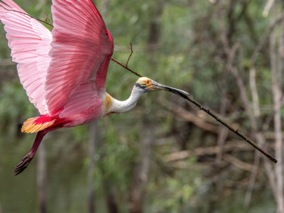 Roseate Spoonbill