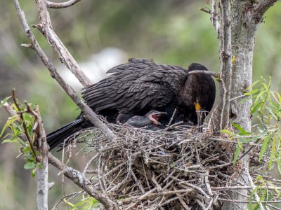 Neotropic Cormorant