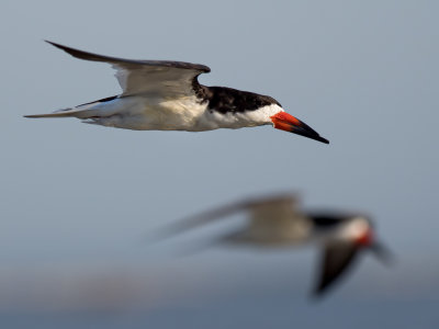 Black Skimmer