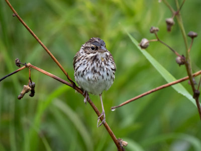 Savannah Sparrow