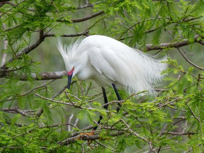 Snowy Egret