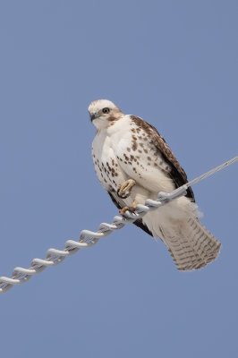 Krider's Red-tailed Hawk