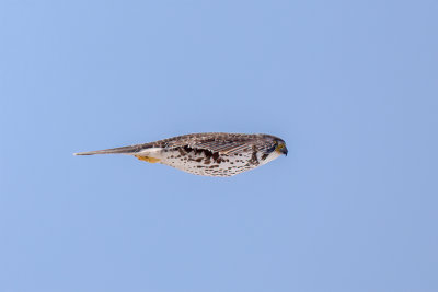 Prairie Falcon