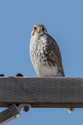 Prairie Falcon