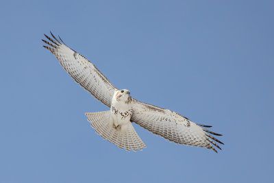 Krider's Red-tailed Hawk