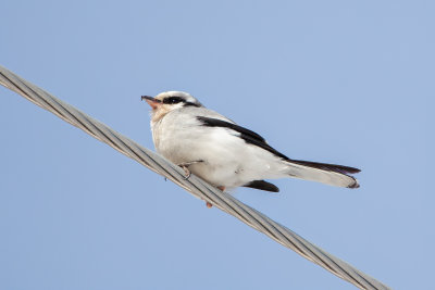 Loggerhead Shrike