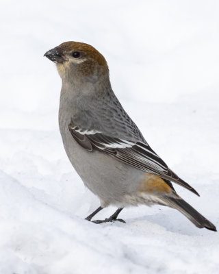 Pine Grosbeak