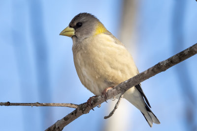Evening Grosbeak