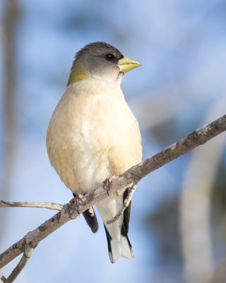 Evening Grosbeak