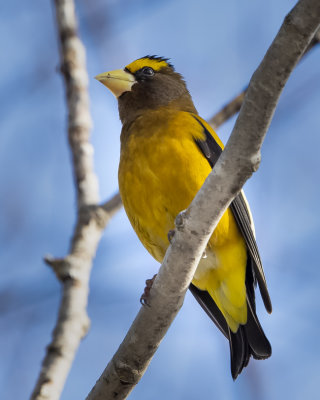 Evening Grosbeak