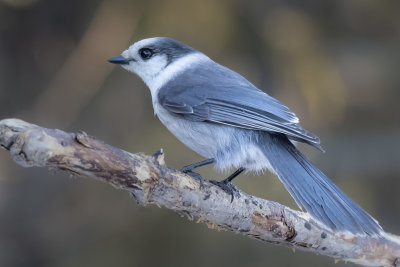 Canada Jay