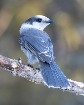 Canada Jay