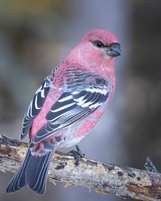 Pine Grosbeak