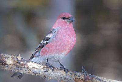 Pine Grosbeak