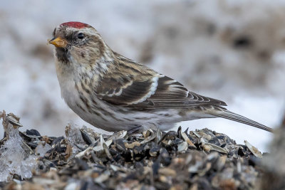 Common Redpoll