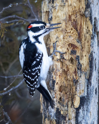 Hairy Woodpecker