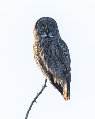 Great Gray Owl