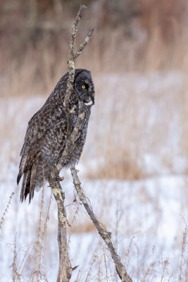 Great Gray Owl