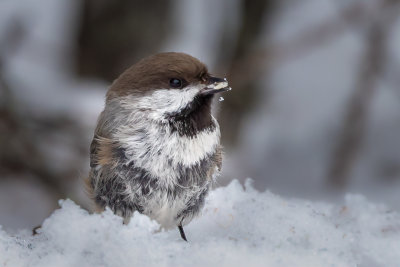 Boreal Chickadee