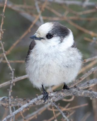 Canada Jay