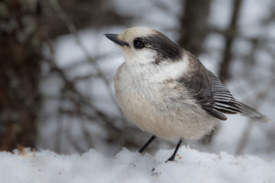 Canada Jay