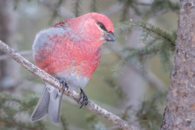 Pine Grosbeak