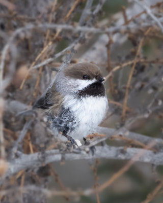 Boreal Chickadee