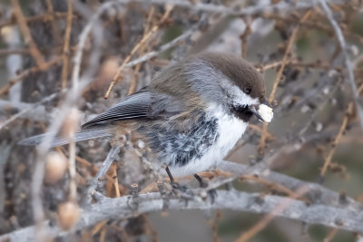 Boreal Chickadee