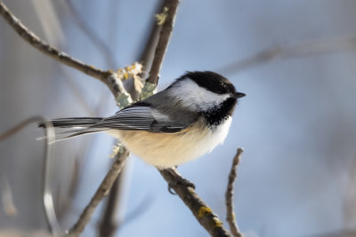 Black-Capped Chickadee