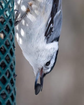 White-breasted Nuthatch