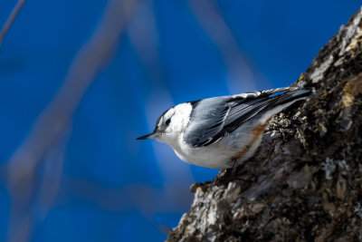 White-breasted Nuthatch