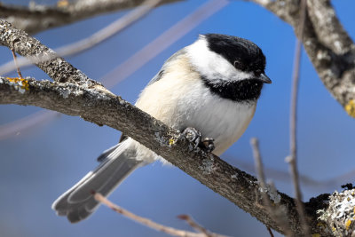Black-capped Chickadee