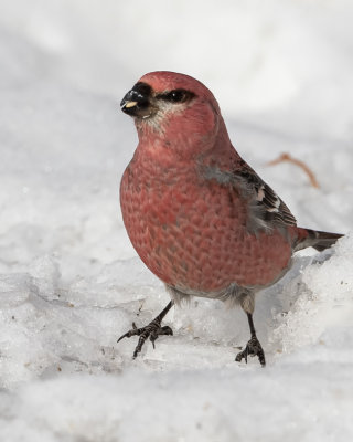 Pine Grosbeak