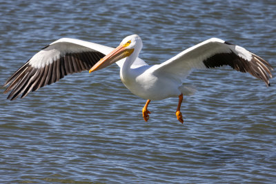 American White Pelican