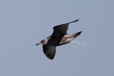 Herring Gull