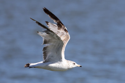 Ring-billed Gull