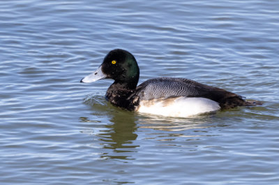 Greater Scaup