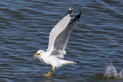 Ring-billed Gull