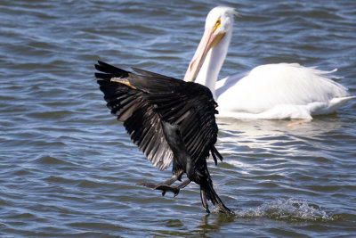 Double-crestsed Cormorant