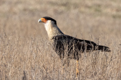 Crested Caracara