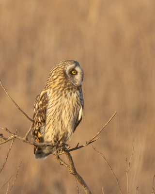 Short-eared Owl