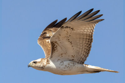 Red-tailed Hawk