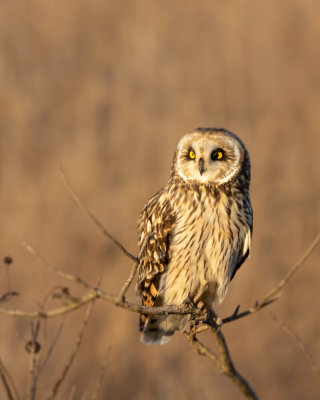 Short-eared Owl