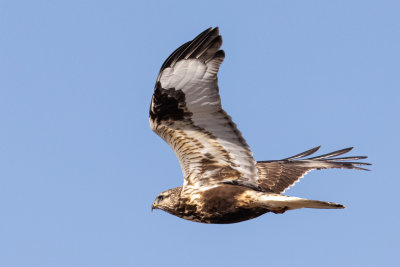 Rough-legged Hawk