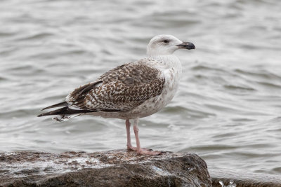 Great Black-backed Gull
