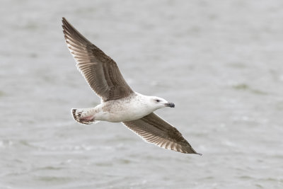 Great Black-backed Gull