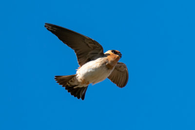 Cave Swallow