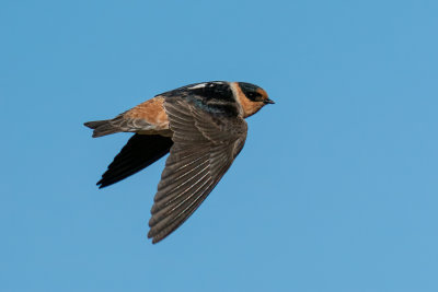 Cave Swallow