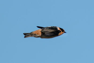 Cave Swallow