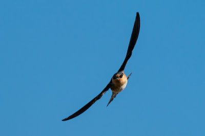 Cave Swallow